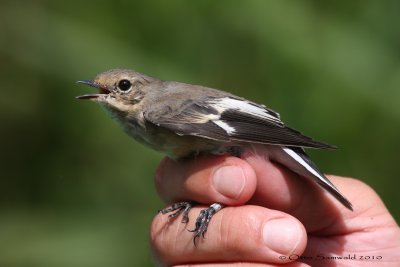 Collared Flycatcher - Ficedula albicollis