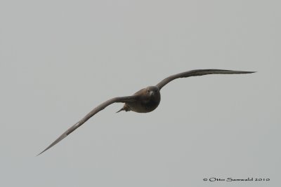 Pomarine Skua - Stercorarius pomarinus