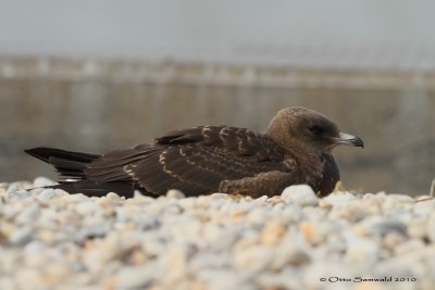 Pomarine Skua - Stercorarius pomarinus