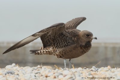 Pomarine Skua - Stercorarius pomarinus