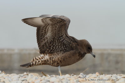 Pomarine Skua - Stercorarius pomarinus