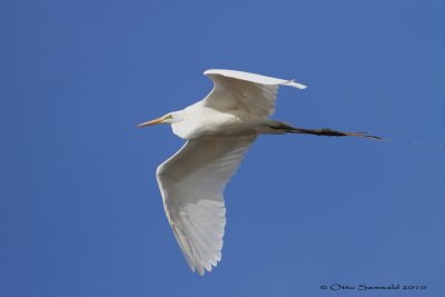 Great Egret - Egretta alba