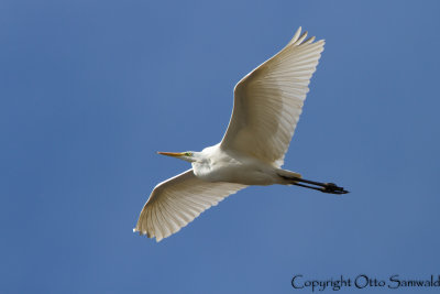 Great Egret - Egretta alba