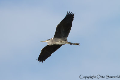 Grey Heron - Ardea cinerea