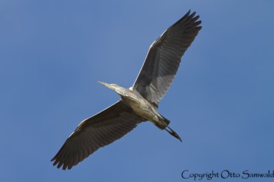 Grey Heron - Ardea cinerea