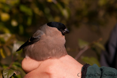 Bullfinch - Pyrrhula pyrrhula