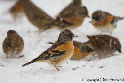 Brambling - Fringilla montifringilla