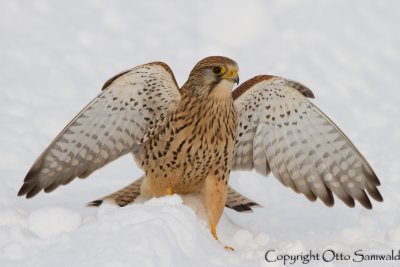 Kestrel - Falco tinnunculus