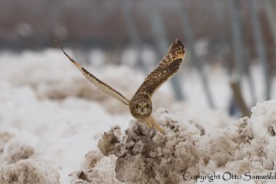 Short-eared Owl - Asio flammeus