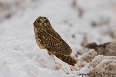 Short-eared Owl - Asio flammeus