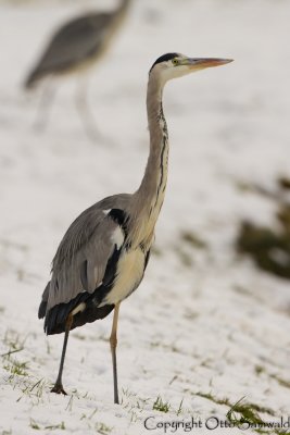Grey Heron - Ardea cinerea