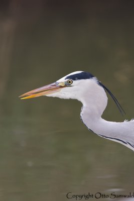 Grey Heron - Ardea cinerea