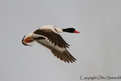 Common Shelduck - Tadorna tadorna
