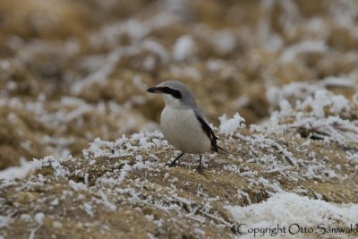 Great Grey Shrike - Lanius excubitor