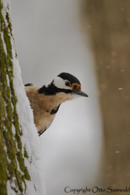Great Spotted Woodpecker - Dendrocopos major