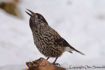 Nutcracker - Nucifraga caryocatactes