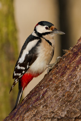 Great Spotted Woodpecker - Dendrocopos major