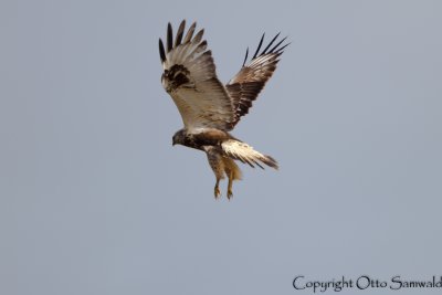 Rough-legged Buzzard - Buteo lagopus