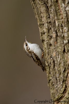 Eurasian Treecreeper - Certhia familiaris