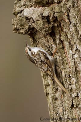 Eurasian Treecreeper - Certhia familiaris