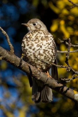 Mistle Thrush - Turdus viscivorus