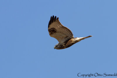 Rough-legged Buzzard - Buteo lagopus