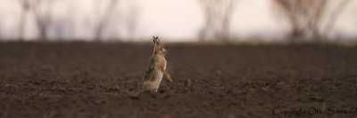 European Hare - Lepus europaeus