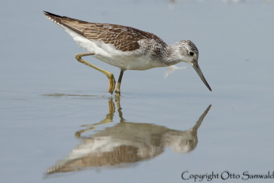 Common Greenshank - Tringa nebularia