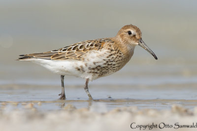 Dunlin - Calidris alpina