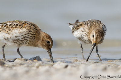 Dunlin - Calidris alpina