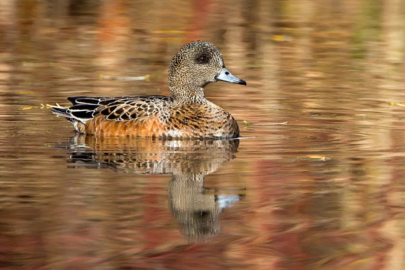 wigeon hen-fall waters.jpg