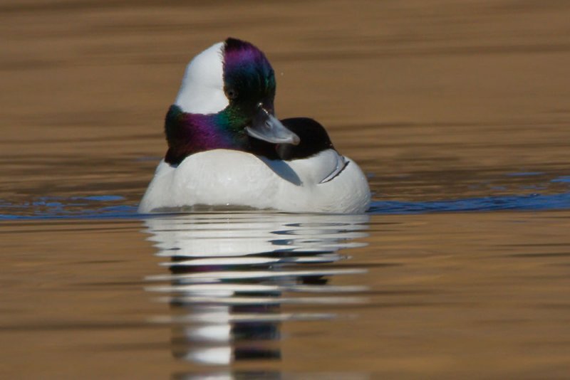 bufflehead-drake-foil-man.jpg