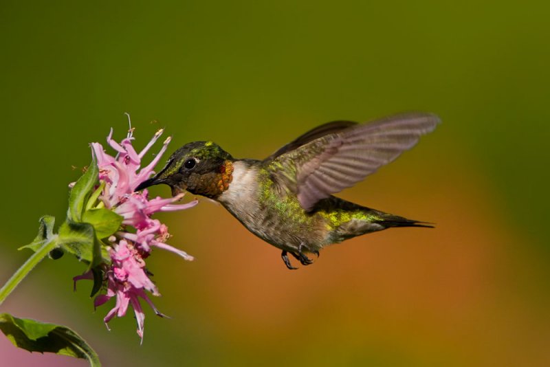 ruby-throated-hummingbird-male-at-bee-balm.jpg