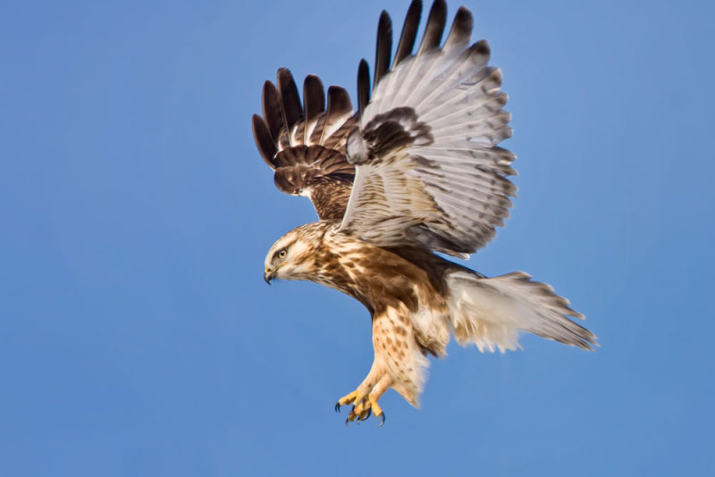 rough-legged-hawk-wings-up-talons-down.jpg