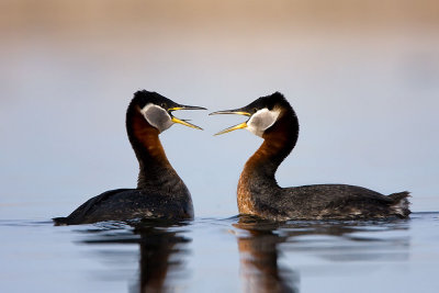 aaa-rednecked-grebes-courting.jpg