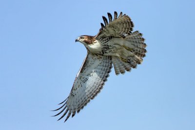north-dakota-redtail-hawk.jpg