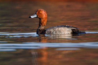red-head-duck-on-fall-water.jpg