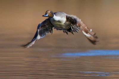 pintail-drake-over-cool-gold-water.jpg