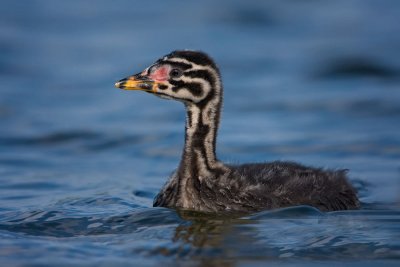 renecked-grebe-chick-in-waves-copy.jpg