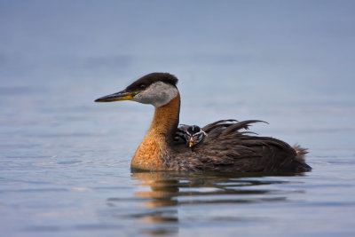 rednecked-grebe-hen-and-rider.jpg