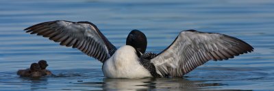 loon-wide-open-with-chicks.jpg