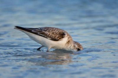 sanderling-searches-on-beach-at-dusk.jpg