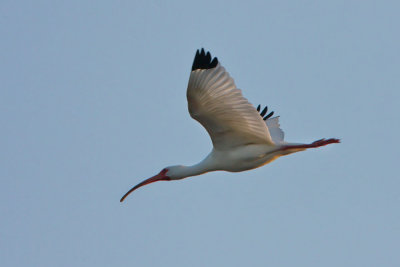 ibis-at-sunrise-drops-in.jpg