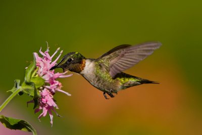 ruby_throated_hummingbirds