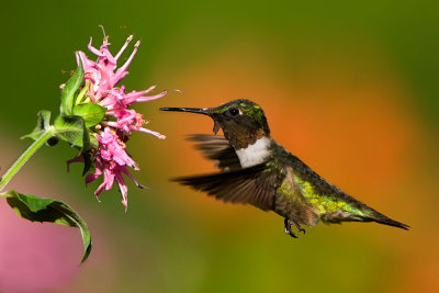 ruby-throat-male-n-bee-balm.jpg