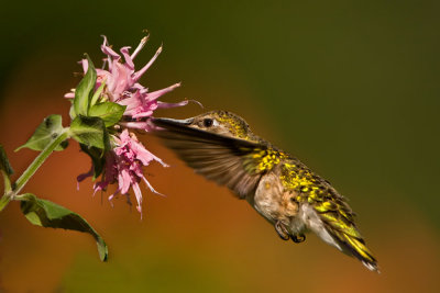 ruby-throat-female-left-on-bee-balm.jpg