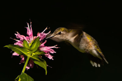 ruby_throated_hummingbirds