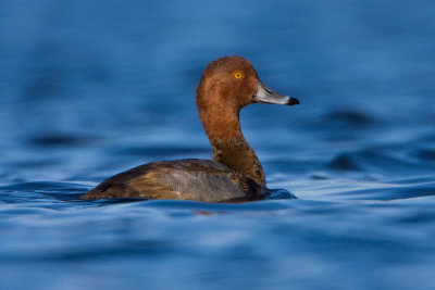 redhead-duck-drake-at-sundown.jpg
