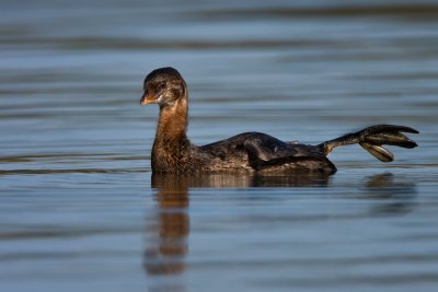 piebilled-grebe-foot-right.jpg