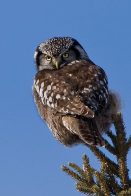 northern-hawk-owl-in-tree-top.jpg